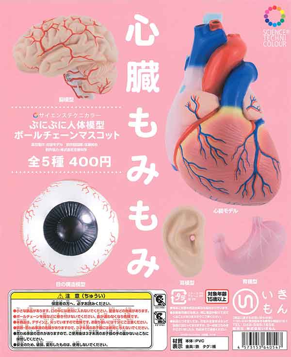 ♯Kui17Jtサイエンステクニカラー人体模型ストラップ1全12種 人体模型