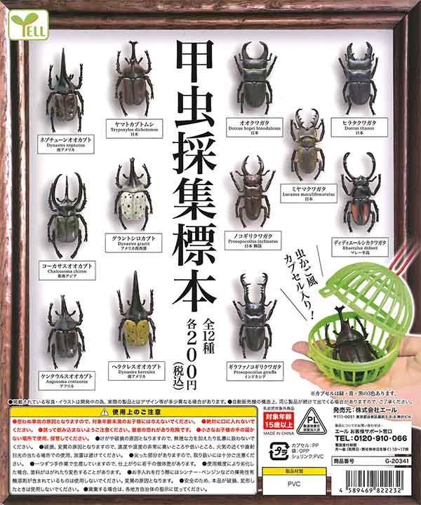 甲虫採集標本　（50個入り）
