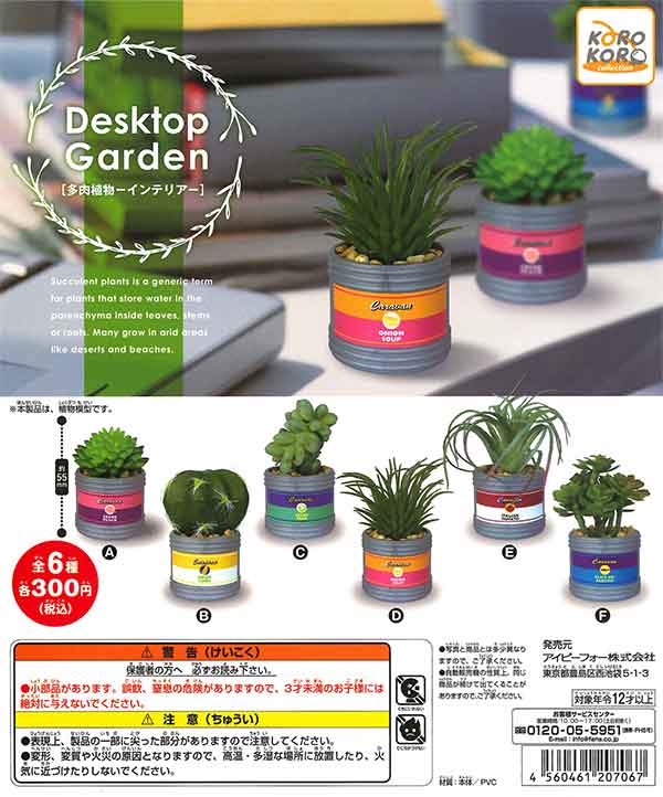 専用コーナー　多肉植物 楽天市場】多肉植物：フォーカリア*幅6cm : 遊恵盆栽 楽天市場店