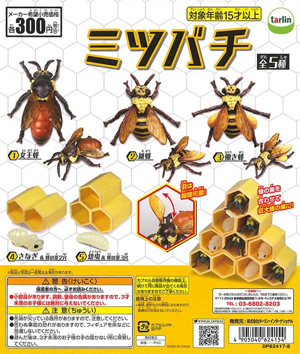 ミツバチ 西洋ミツバチ