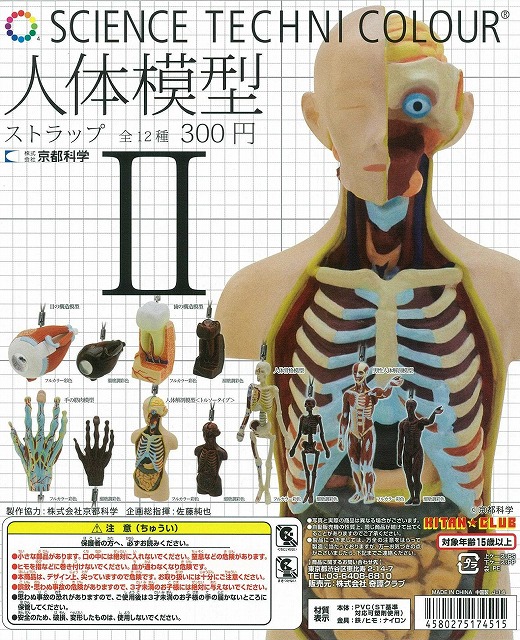 ♯Kui17KZサイエンステクニカラー人体模型ストラップ1全6種