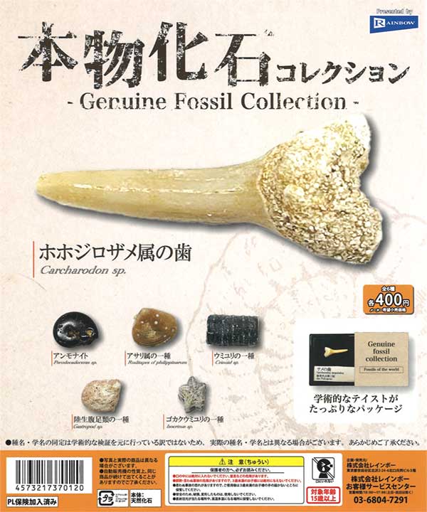 本物化石コレクション（30個入り） | ガチャガチャ通販専門【あミューズ】
