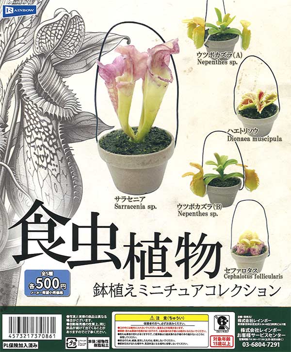 食虫植物 鉢植えミニチュアコレクション（20個入り）【ﾚｲﾝﾎﾞｰ