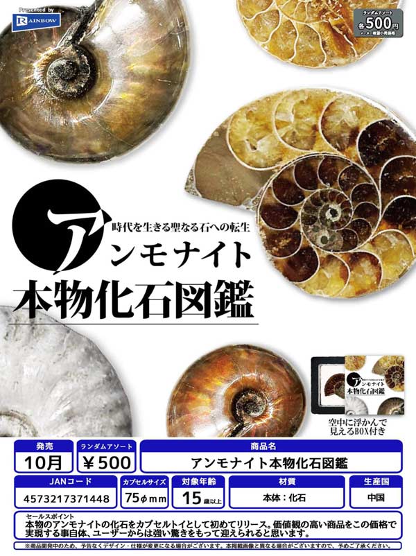 10月発売】【二次予約】アンモナイト本物化石図鑑（20個入り