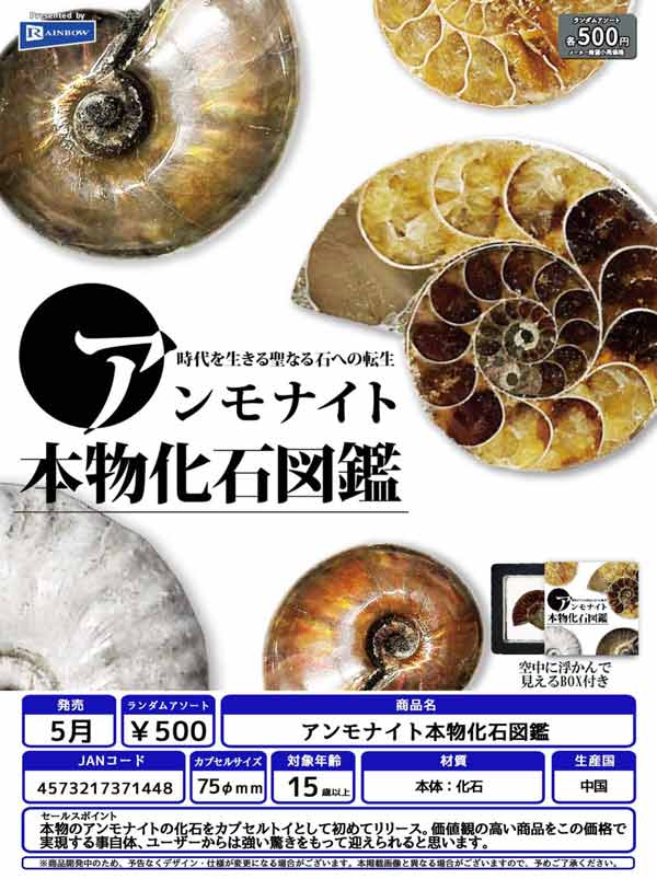 5月発売】【正規予約】アンモナイト本物化石図鑑（20個入り）【ﾚｲﾝﾎﾞｰ