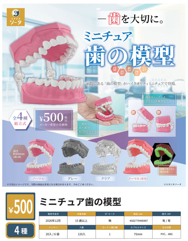 ミニチュア歯の模型